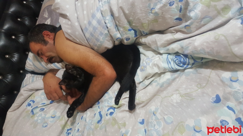 Bombay, Kedi  Karam fotoğrafı