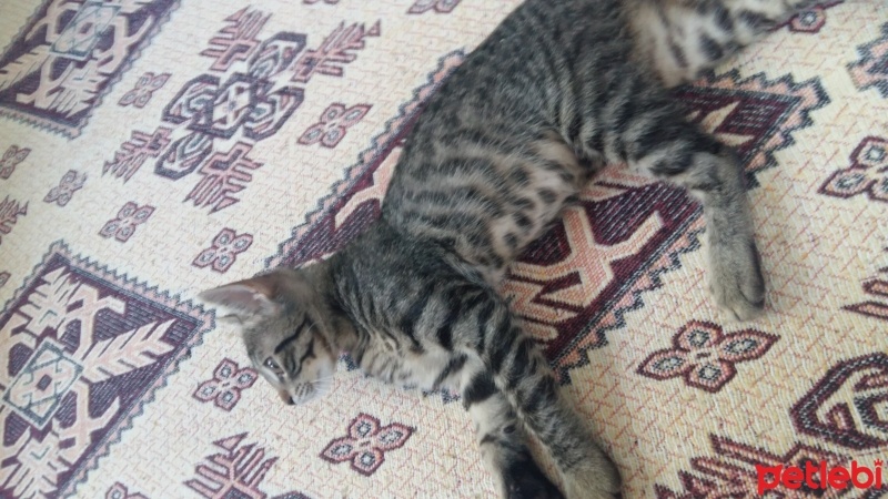 Tekir Kedi, Kedi  Sürmeli fotoğrafı