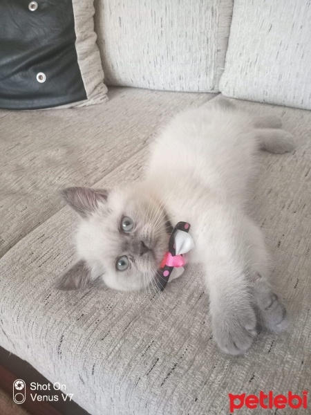 British Shorthair, Kedi  Gofret fotoğrafı