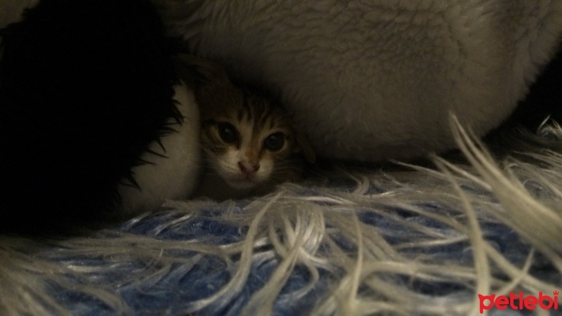 Tekir Kedi, Kedi  Angie fotoğrafı