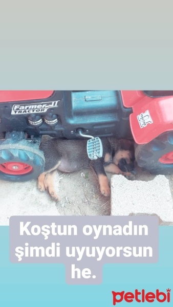 Rottweiler, Köpek  Dino fotoğrafı