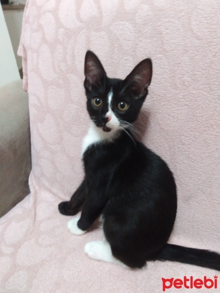 Tekir Kedi, Kedi  Gece fotoğrafı