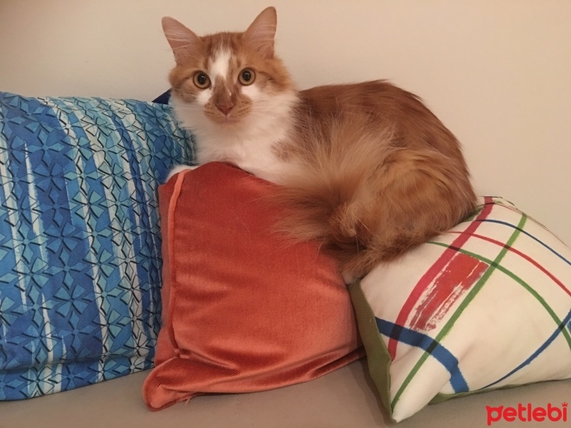 Somali, Kedi  Lokum fotoğrafı