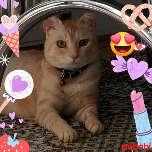 Sarman, Kedi  Kontes fotoğrafı