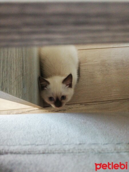 British Shorthair, Kedi  Şila fotoğrafı