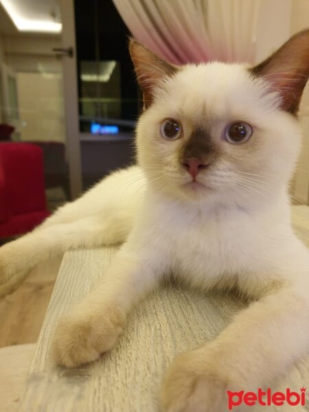 British Shorthair, Kedi  Şila fotoğrafı