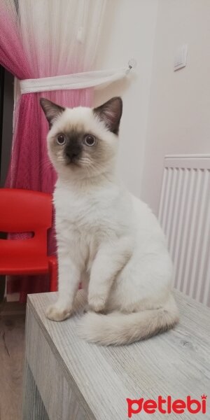 British Shorthair, Kedi  Şila fotoğrafı