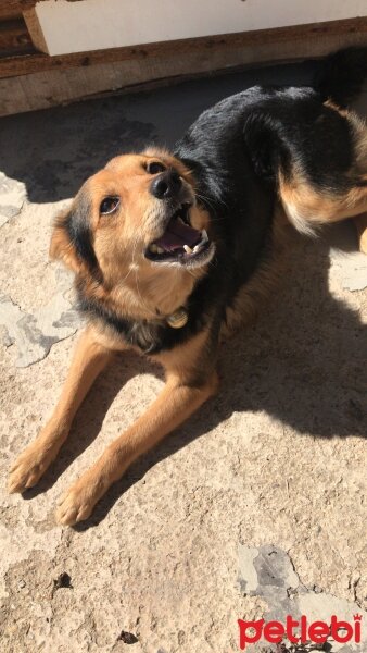 Sokö (Sokak Köpeği), Köpek  Çirkin fotoğrafı