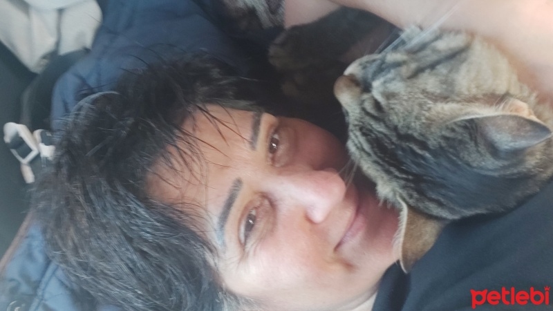 Tekir Kedi, Kedi  Bulut fotoğrafı