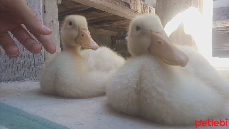 Ördek, Kuş  1,5 aylık yavru ördeklerimiz fotoğrafı