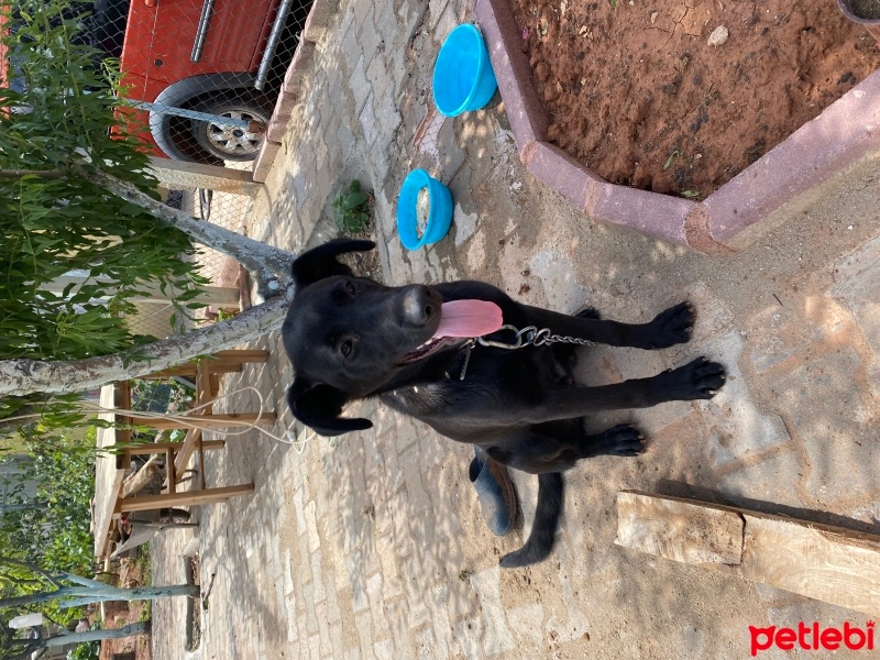 Labrador Retriever, Köpek  Max fotoğrafı