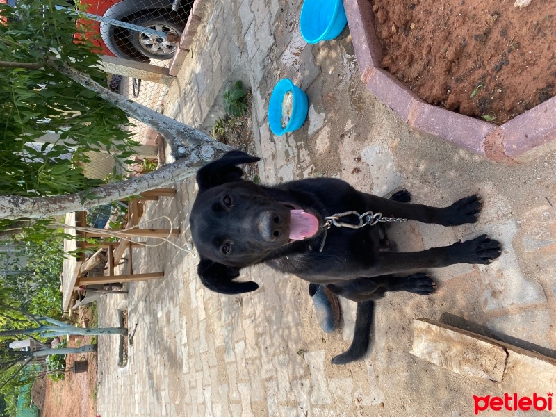 Labrador Retriever, Köpek  Max fotoğrafı