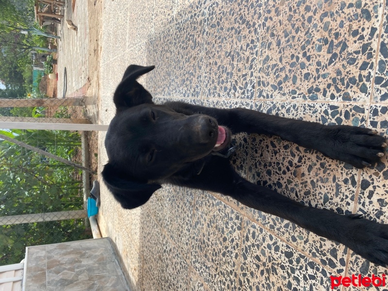 Labrador Retriever, Köpek  Max fotoğrafı