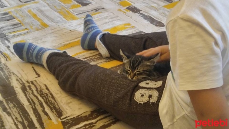 Tekir Kedi, Kedi  Pamuk fotoğrafı