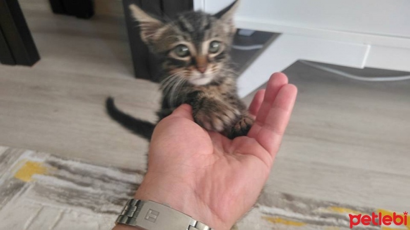 Tekir Kedi, Kedi  Pamuk fotoğrafı