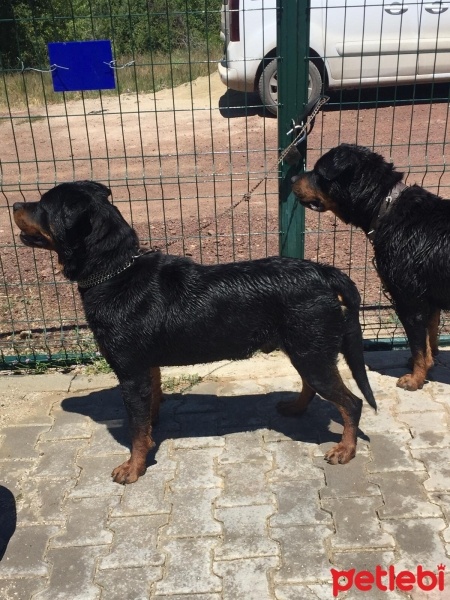 Rottweiler, Köpek  Tara fotoğrafı