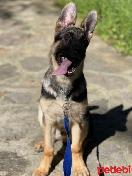 Alman Çoban Köpeği, Köpek  ALEX fotoğrafı