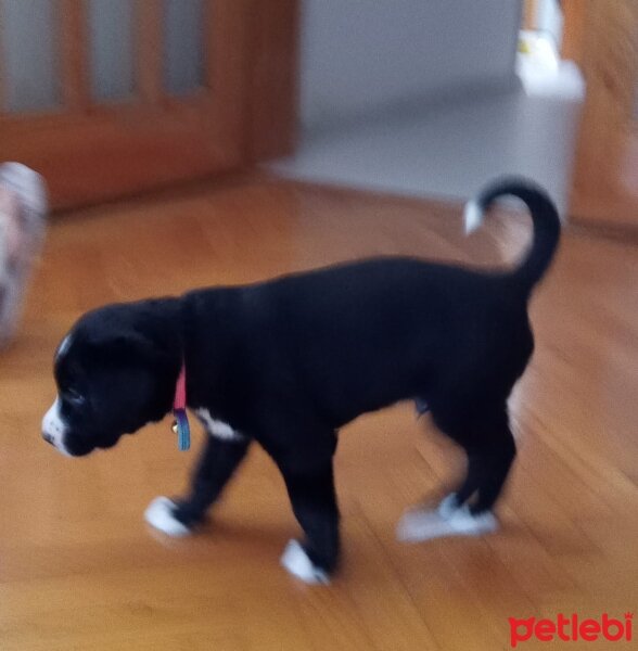 Border Collie, Köpek  ÇİKO fotoğrafı