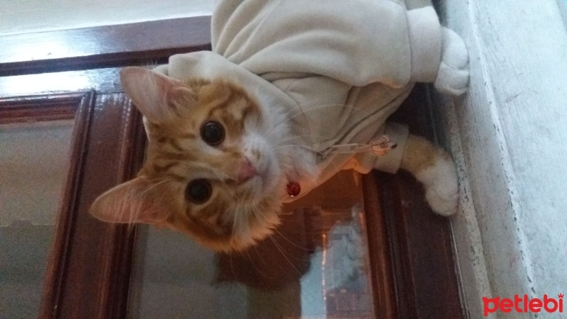Sarman, Kedi  Mia fotoğrafı