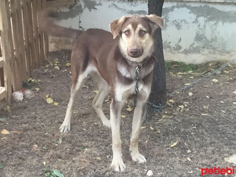 Türk Tazısı, Köpek  Tofi fotoğrafı