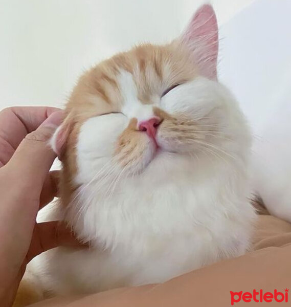 British Shorthair, Kedi  Kuki fotoğrafı