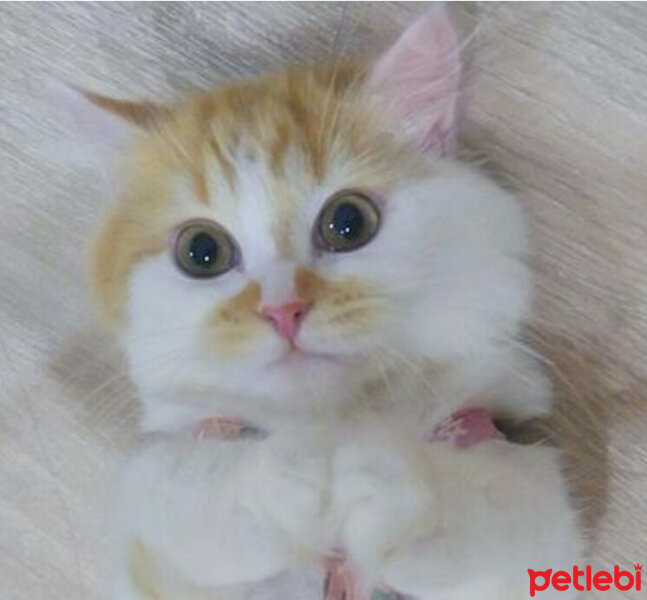 British Shorthair, Kedi  Kuki fotoğrafı