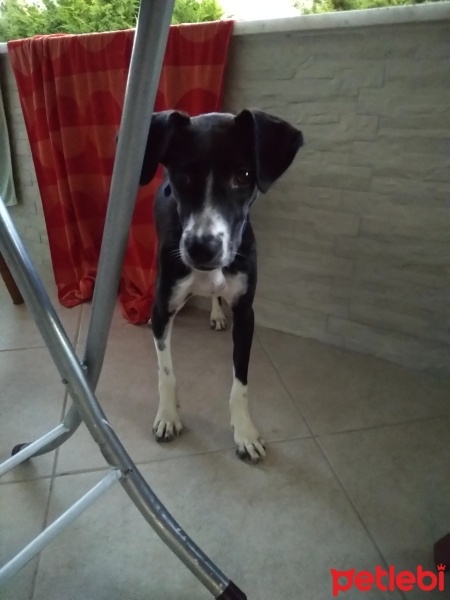 Pointer, Köpek  Mucize fotoğrafı