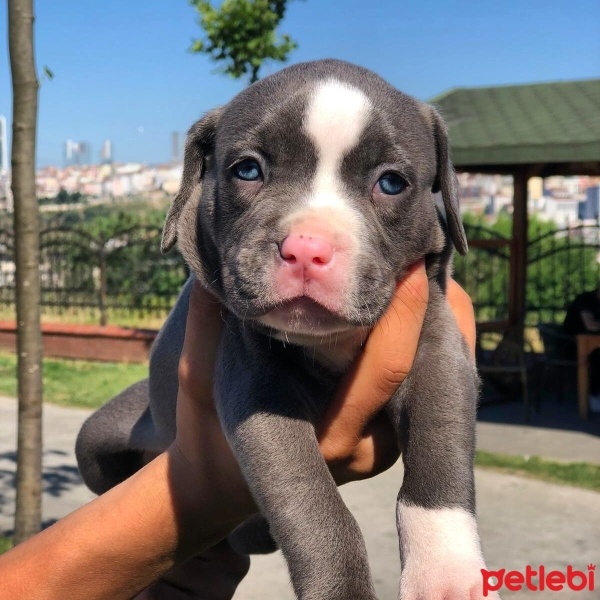 Amerikan Pitbull Terrier, Köpek  Runik fotoğrafı