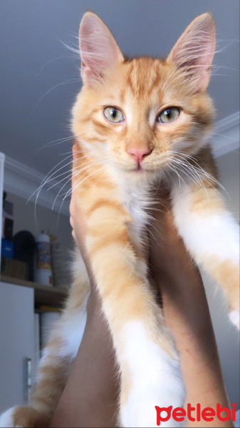 Sarman, Kedi  Limon fotoğrafı