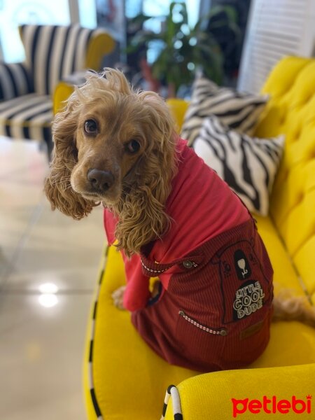 İngiliz Cocker Spaniel, Köpek  Lülü fotoğrafı