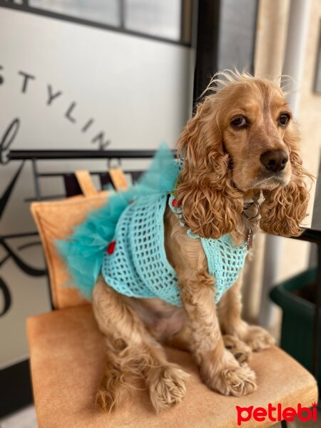 İngiliz Cocker Spaniel, Köpek  Lülü fotoğrafı