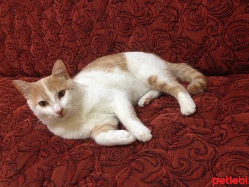 Tekir Kedi, Kedi  POFİ fotoğrafı