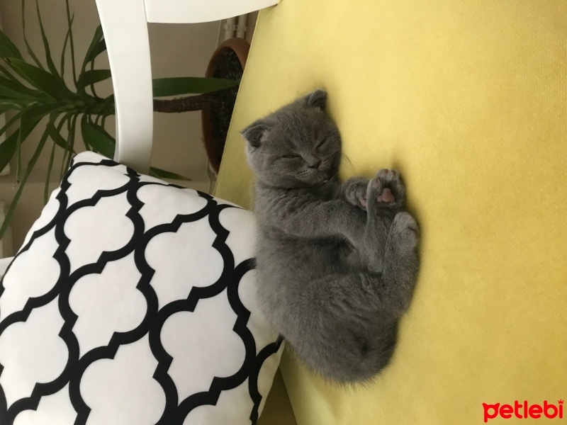 Scottish Fold, Kedi  Puffy fotoğrafı