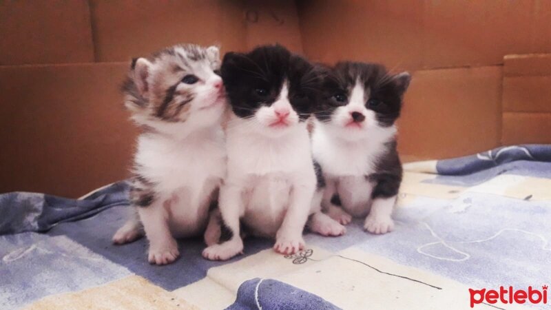 Tuxedo (Smokin) Kedi, Kedi  İnci fotoğrafı