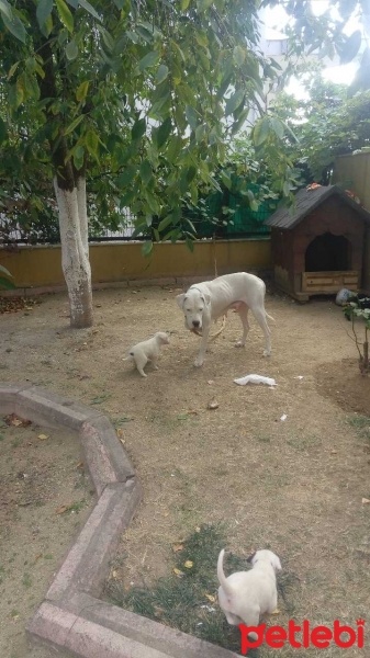 Dogo Arjantin, Köpek  Nina fotoğrafı