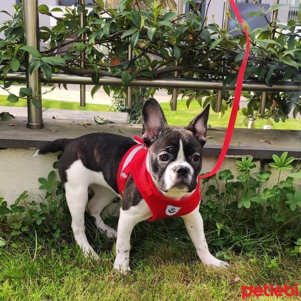 Fransız Bulldog, Köpek  Lima fotoğrafı