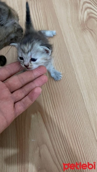 Scottish Fold, Kedi  yumak fotoğrafı