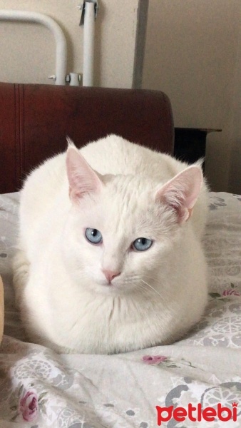 Scottish Fold, Kedi  yumak fotoğrafı