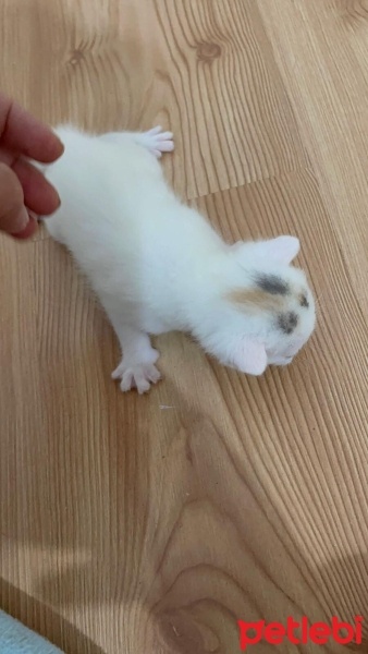 Scottish Fold, Kedi  yumak fotoğrafı