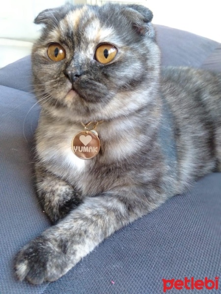 Scottish Fold, Kedi  yumak fotoğrafı