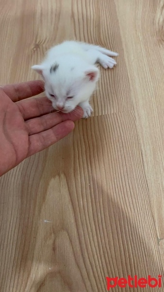 Scottish Fold, Kedi  yumak fotoğrafı