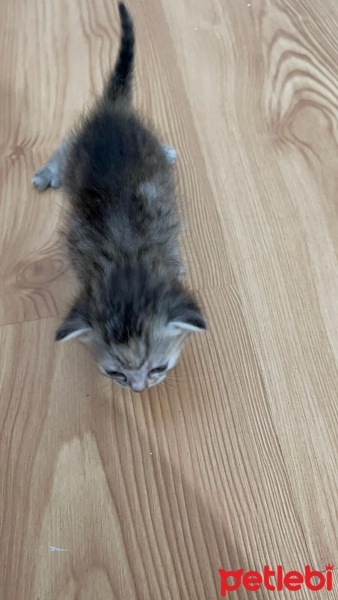 Scottish Fold, Kedi  yumak fotoğrafı