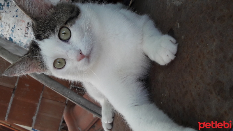 Tekir Kedi, Kedi  Pırıl fotoğrafı