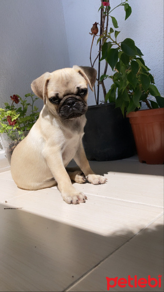 Pug, Köpek  Rıfkı fotoğrafı