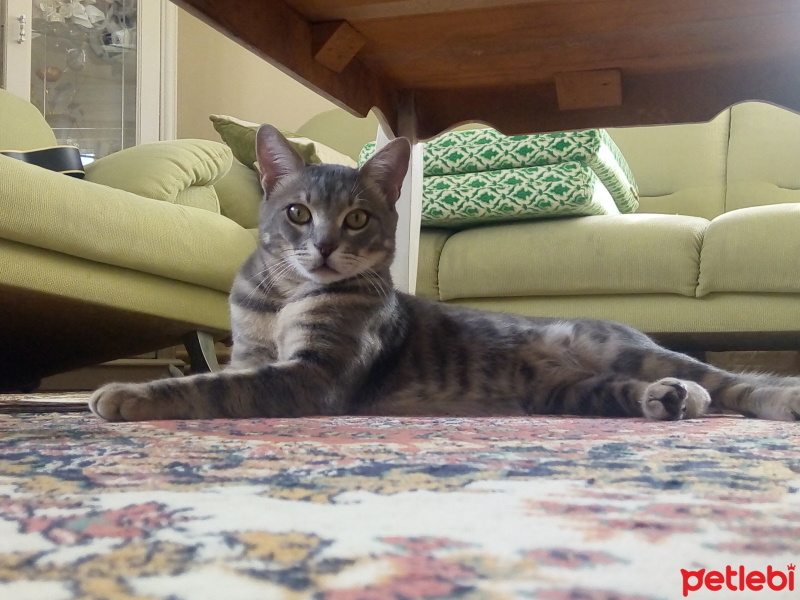 İran Kedisi (Persian), Kedi  Duman fotoğrafı