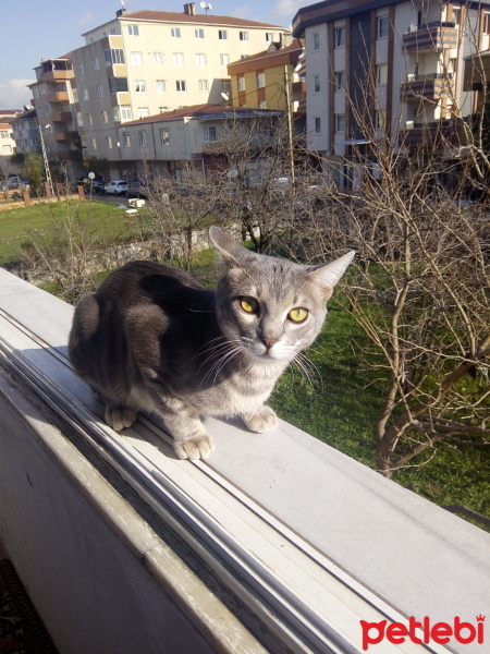 İran Kedisi (Persian), Kedi  Duman fotoğrafı