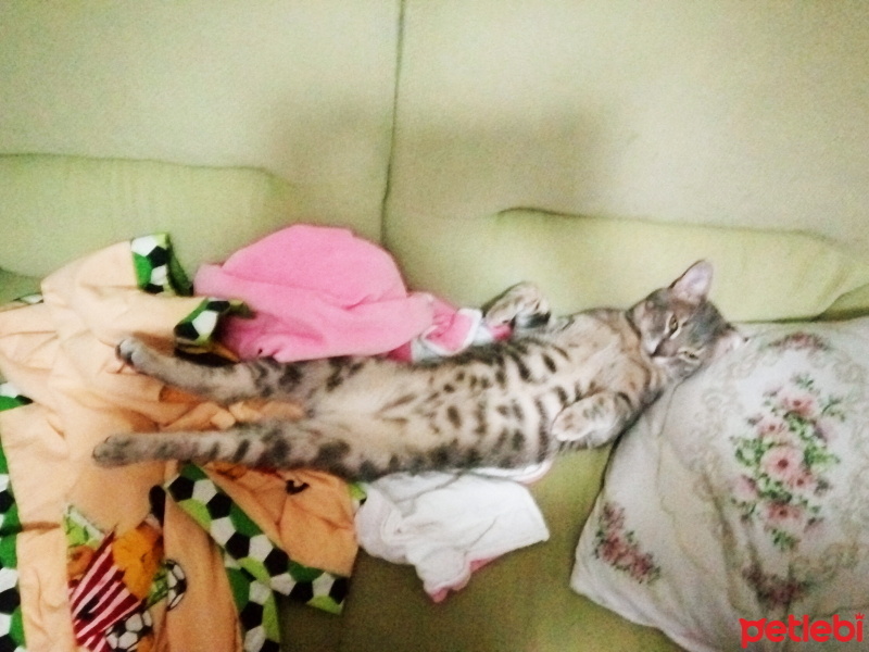 İran Kedisi (Persian), Kedi  Duman fotoğrafı