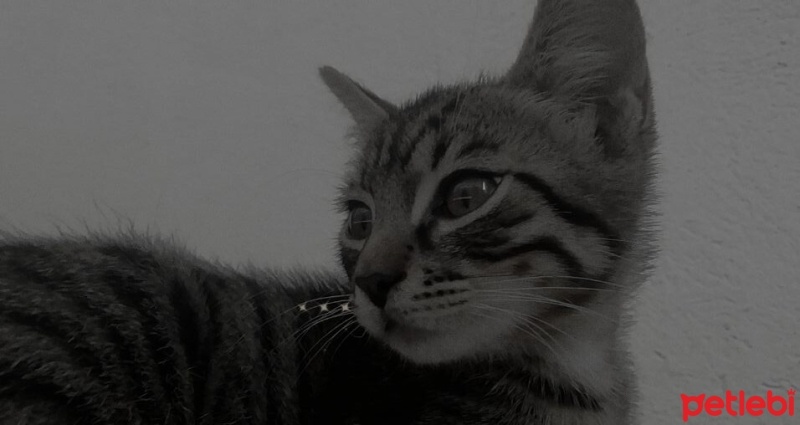 Tekir Kedi, Kedi  zeus fotoğrafı