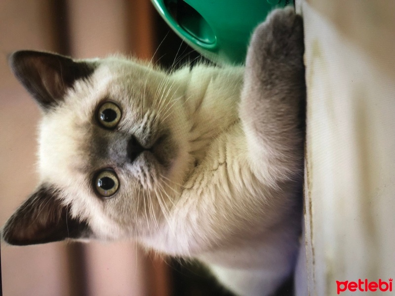 British Shorthair, Kedi  Ares fotoğrafı