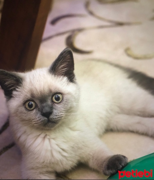British Shorthair, Kedi  Ares fotoğrafı